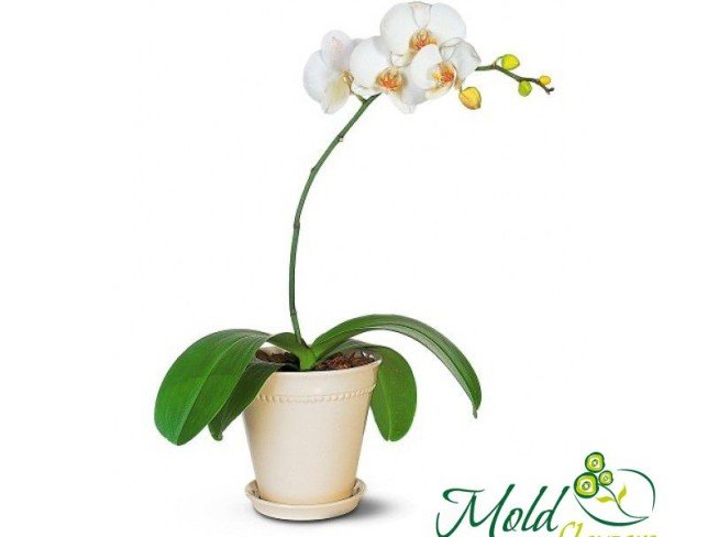 Orhidee alba foto