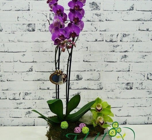 Compozitie cu orhidee de camera foto