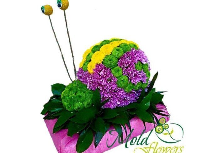 Улитка из желтых, зеленых, фиолетовых хризантем, чика, зелень фото