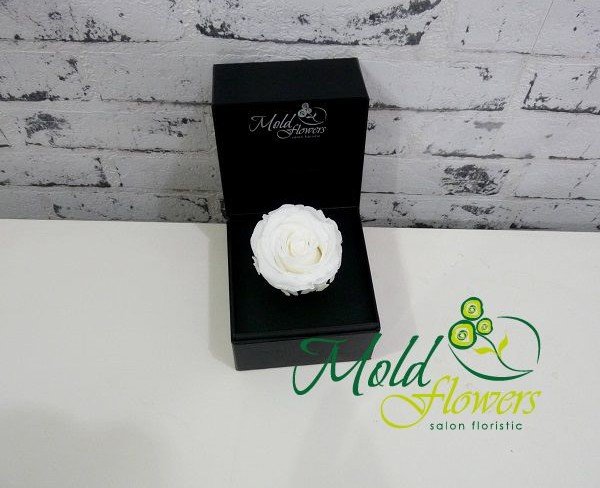 Cutiuța cu trandafir veșnic (alb) foto