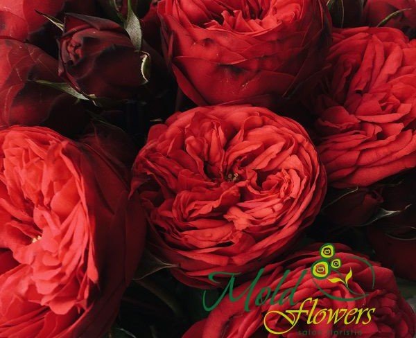 Trandafir roșu "David Austin" foto
