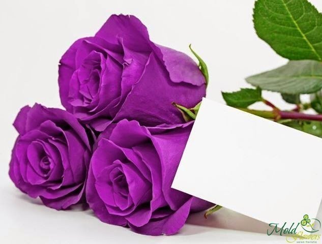 Trandafir violet (la comanda, 10 zile) foto