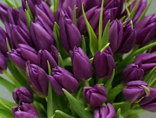 Тюльпан фиолетовый голландский (Под заказ 10 дней ) Фото