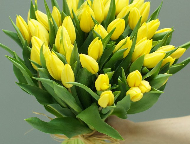 Тюльпан желтый голландский Фото
