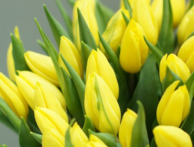 Dutch Yellow tulip photo