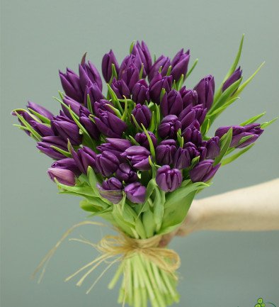 Тюльпан фиолетовый голландский (Под заказ 10 дней ) Фото 394x433