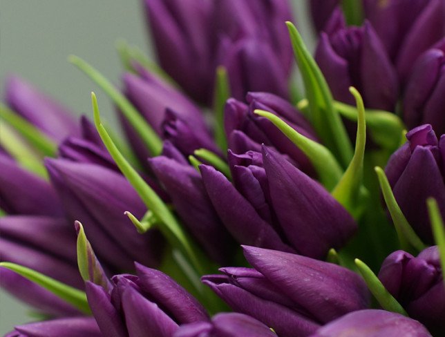 Тюльпан фиолетовый голландский (Под заказ 10 дней ) Фото