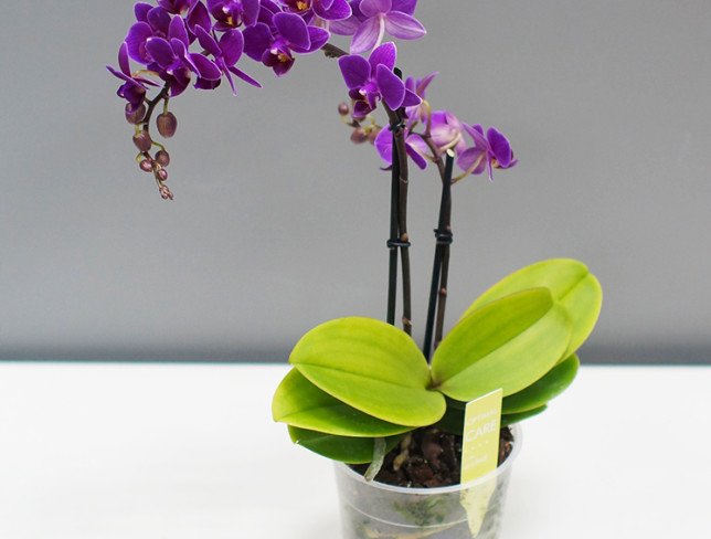 Фиолетовая орхидея мини Фото