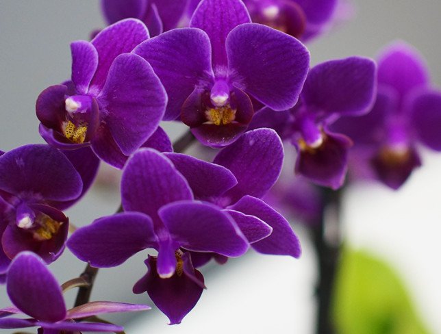 Фиолетовая орхидея мини Фото