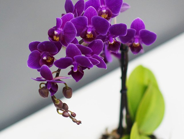 Orhidee culoarea violeta mini foto
