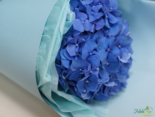 Bouquet of blue hydrangea photo