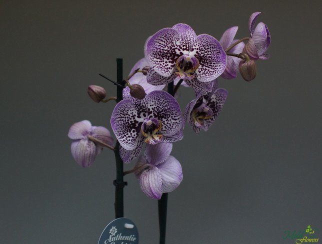 Orhidee cu pete mare cu 2 ramuri foto