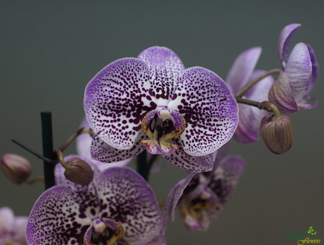 Speckled Orchid big with 2 Stems photo