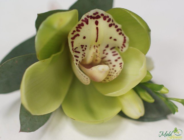 Бутоньерка из орхидеи и фрезии Фото