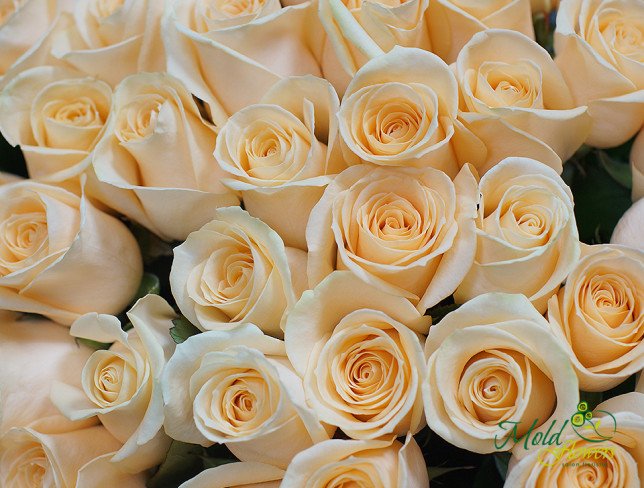 Роза кремовая 50-60 см Фото