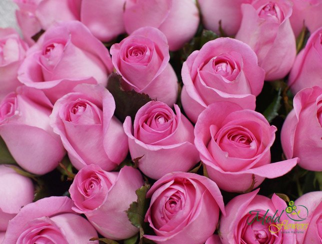 Trandafir roz 60 cm foto