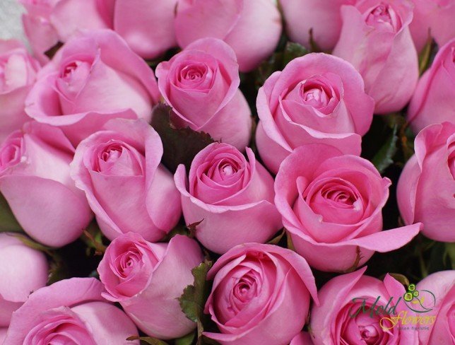Trandafir roz 50-60 cm foto