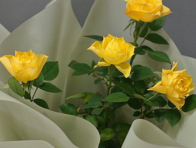 Роза кустовая в горшке Фото