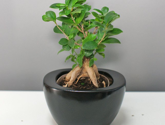 Ficus bonsai foto