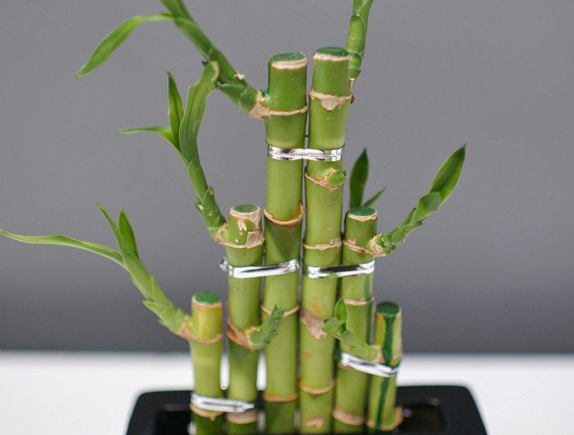 Bambus foto