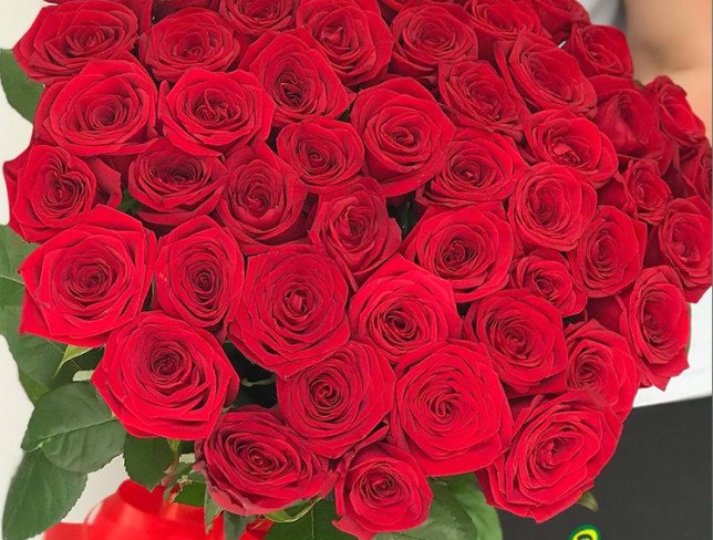 51 Красная роза голландская премиум 80-90 см (ПОД ЗАКАЗ 10 дней) Фото