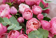 Buchet de trandafiri de tufa roz "Silvia Pink" — foto 3