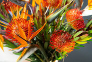 Grafica exotica — foto 4