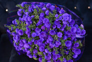 Buchet (L) din 29 de astre mov — foto 4