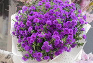 Buchet (XL) din 51 de astre mov — foto 3