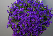 Buchet (XXL) din 75 de astre mov — foto 1
