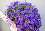 Buchet (XXL) din 75 de astre mov — foto 4