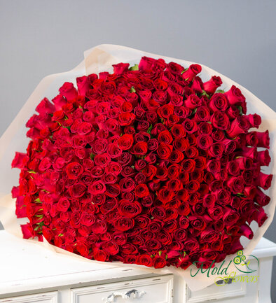 301 trandafiri rosii olandezi 60 cm