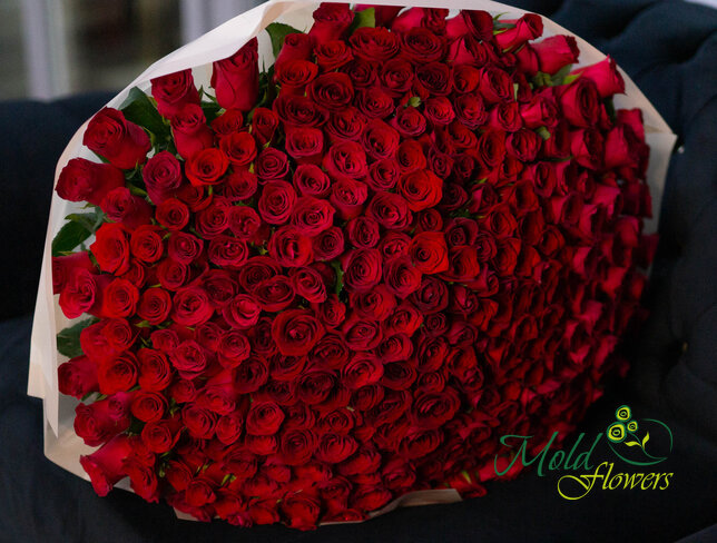 301 trandafiri rosii olandezi 60 cm — foto 4