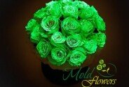 Fluorescent Rose (on order, 10 days) — photo 1