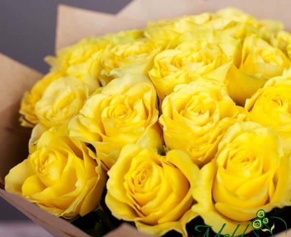 Роза жёлтая 50-60 см Фото