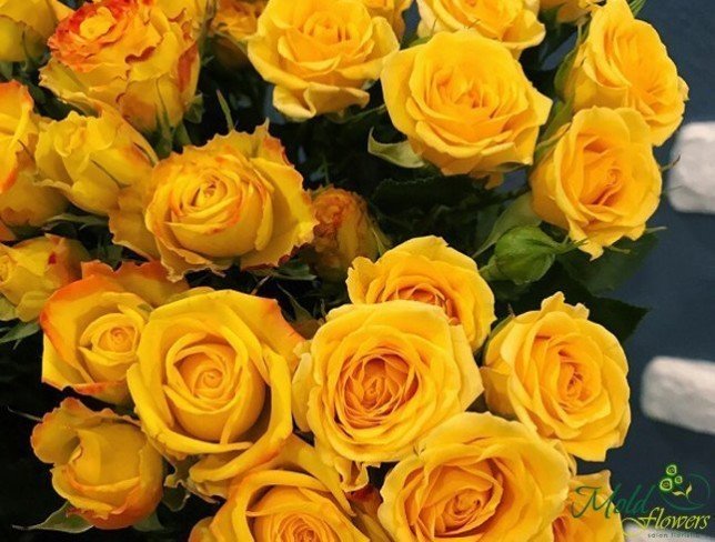 Yellow Shrub Rose (made to order, 10 days). photo