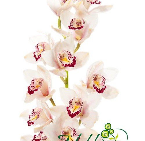 Орхидея белая цимбидиум (под заказ, 10 дней) Фото