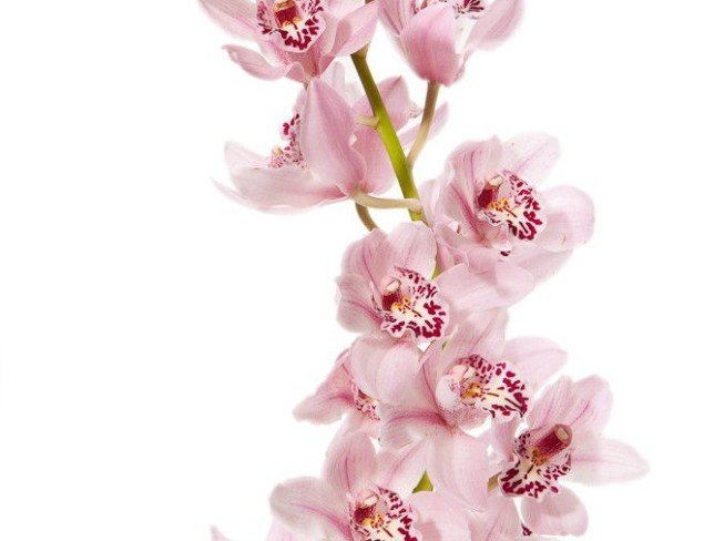 Light Pink Cymbidium Orchid (on order, 10 days) photo