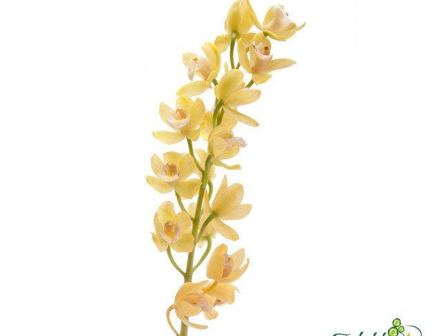 Орхидея Желтая цимбидиум (под заказ, 10 дней) Фото