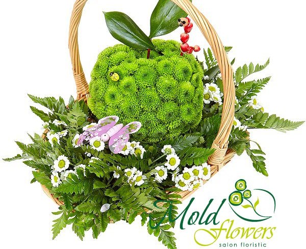 Apple of green chrysanthemums, ruscus, white daisies, fern leaves, butterfly photo