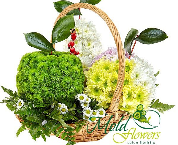 Корзина с белыми, желтыми, розовыми, зелеными хризантемами, ромашкой, рускусом, папоротником фото