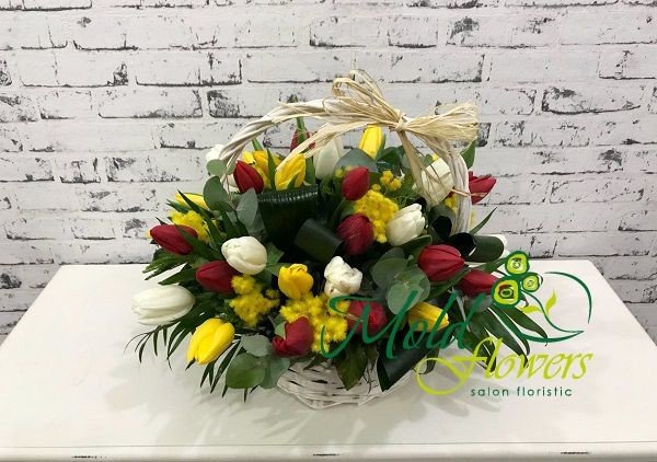 Basket with white, yellow, red tulips and mimosa, aspidistra photo