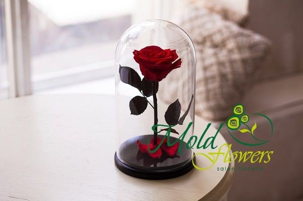 Trandafir Criogenat în cupolă (roșu) (la comanda, 3 zile) foto