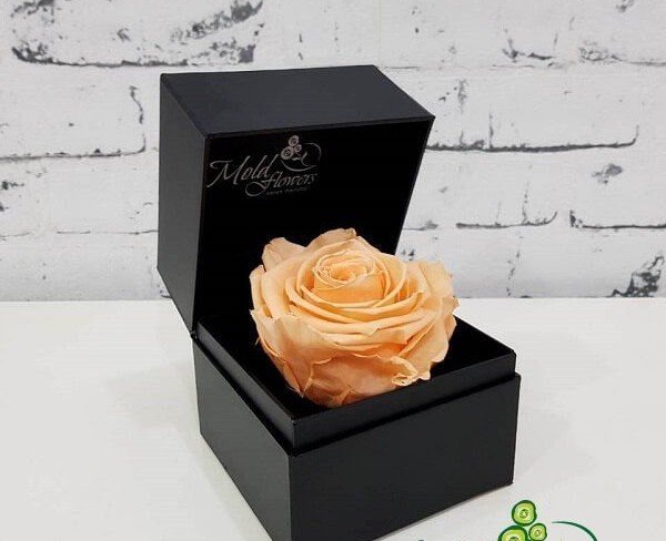 Cutiuța neagră cu trandafir veșnic (culoarea piersic) foto