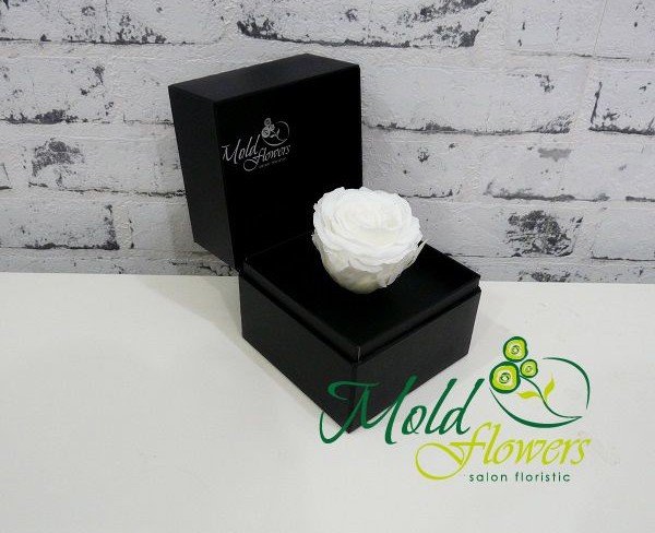 Box with eternal rose (white) photo