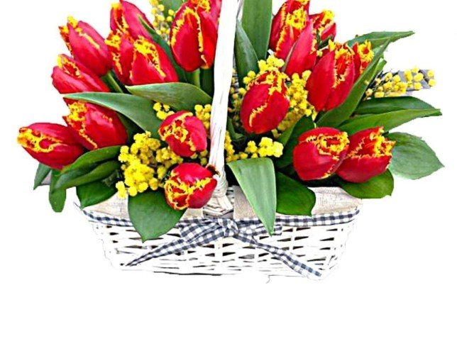 White basket with red terry tulips and mimosa photo