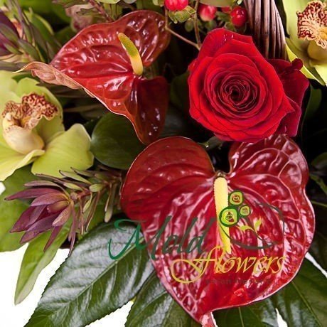 Композиция из красных роз и красного антуриума, гиперикума, зеленых орхидей цимбидиум, леукодендрона и шампанского фото