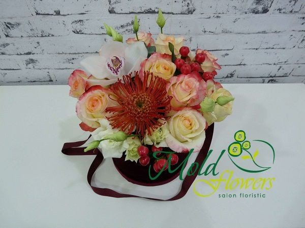 A burgundy box with cream roses, white orchid, leucospermum and red hypericum photo