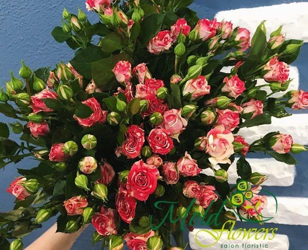 Trandafir de tufă alb-roz (la comanda, 10 zile) foto