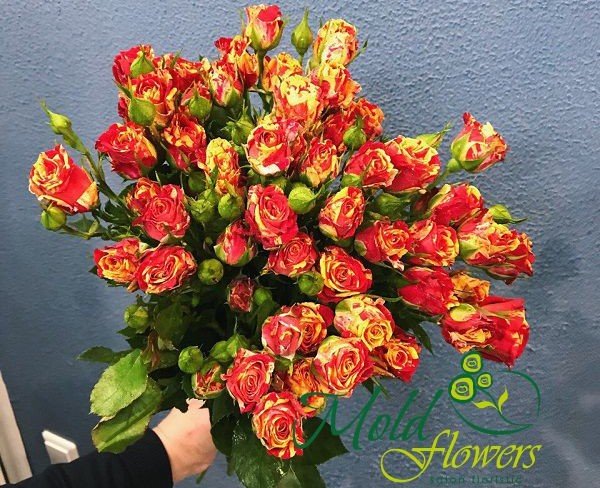 Кустовая роза красно-жёлтая (под заказ, 1 день) Фото